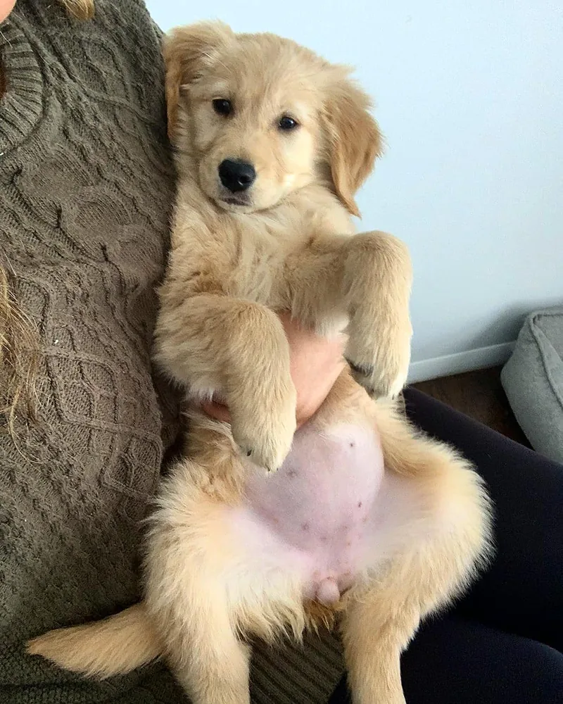 A relaxed golden retriever puppy being held at home