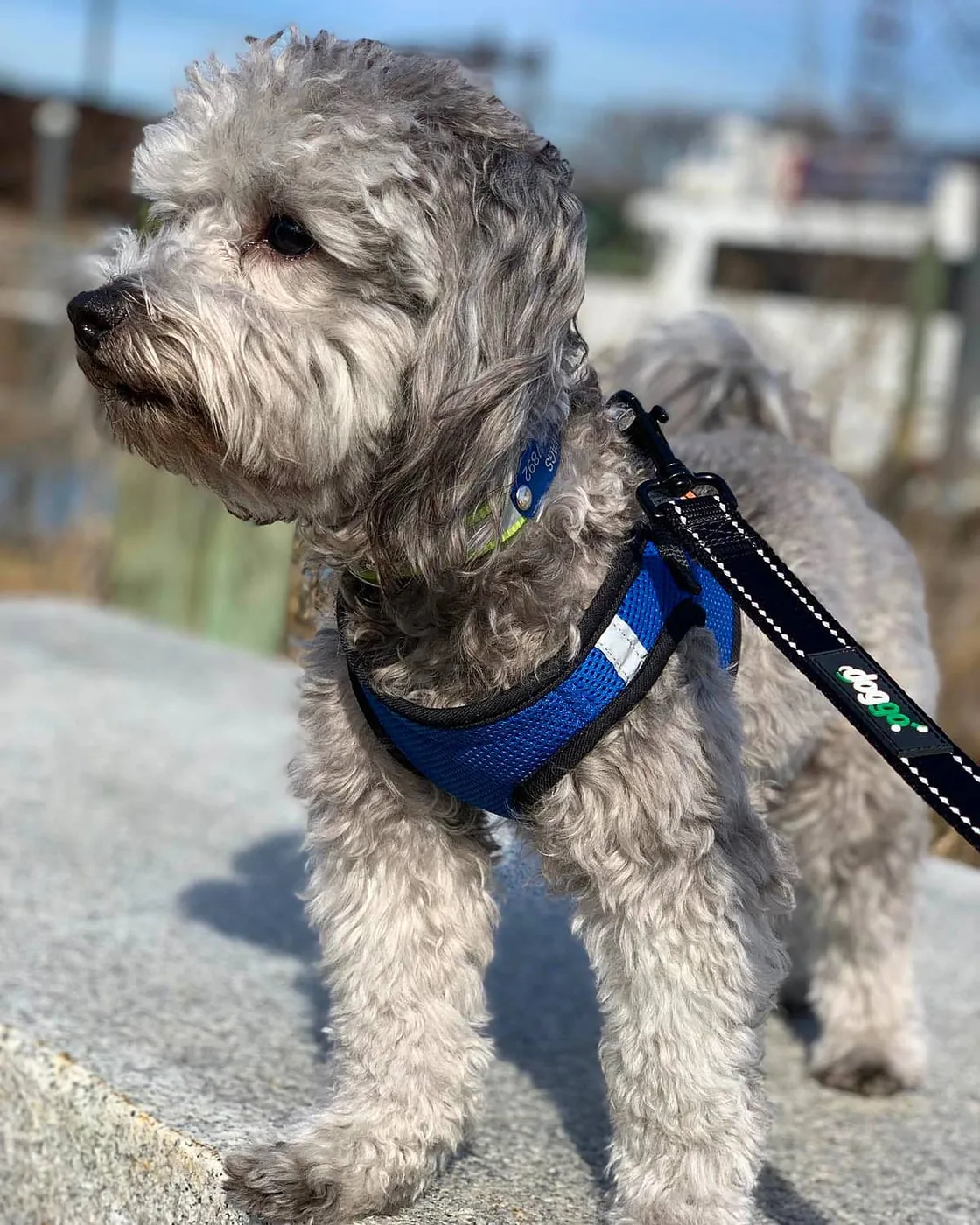 A gray dog wearing a blue harness during a Lucky Puppy walk