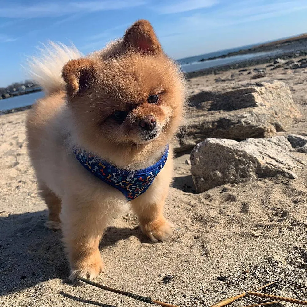 A Pomeranian wearing a blue harness at the beach