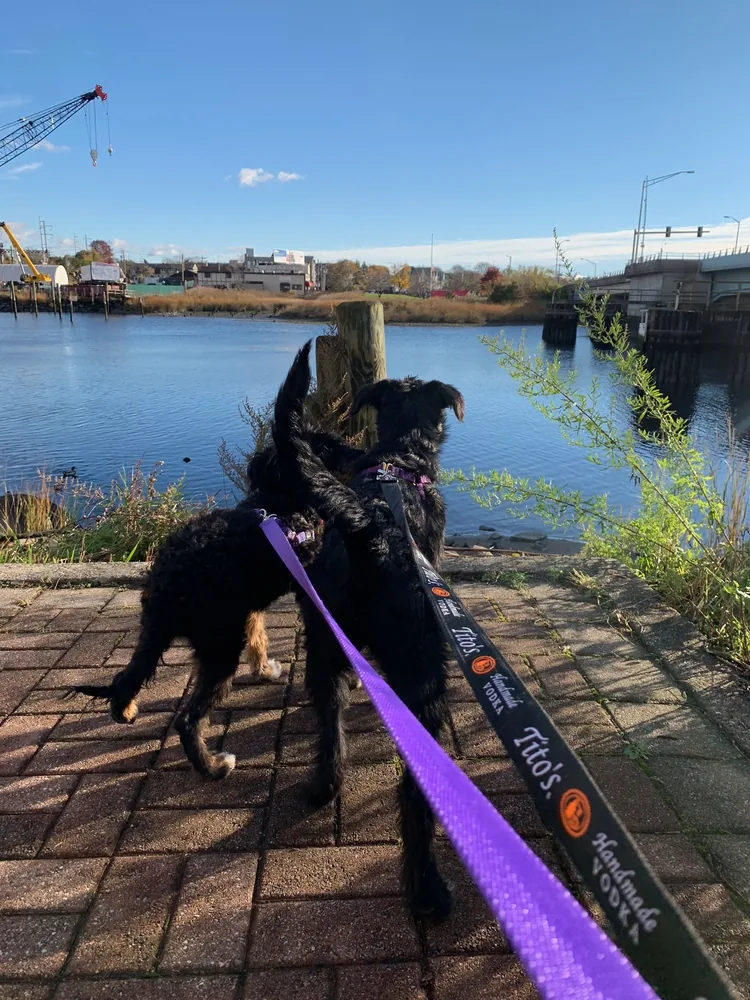 Two dogs on leashes looking across the water during a walk